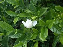 不甘“冷落”栀子花冒出了花骨朵