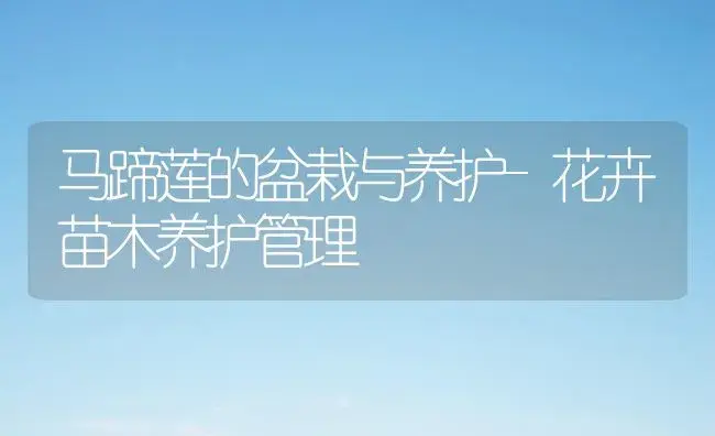 马蹄莲的盆栽与养护-花卉苗木养护管理 | 植物科普