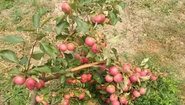 龙丰果是苹果吗