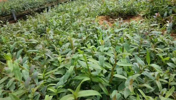 铁皮石斛栽培方法 石斛种植环境
