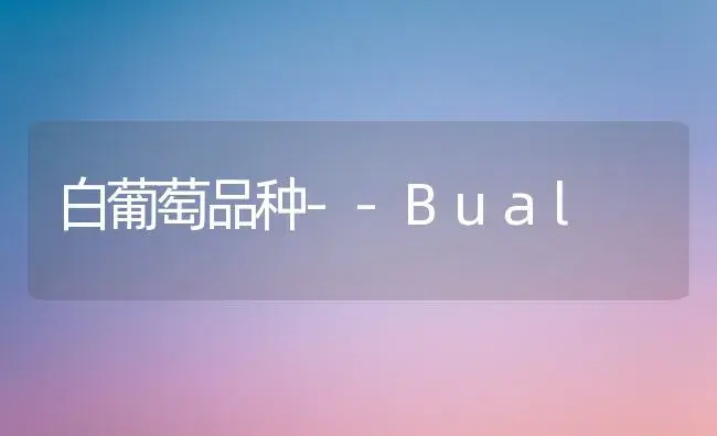 白葡萄品种--Bual | 植物百科