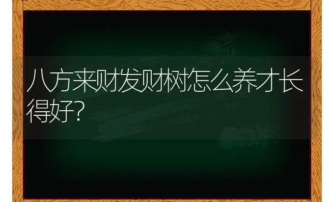 八方来财发财树怎么养才长得好？ | 植物问答