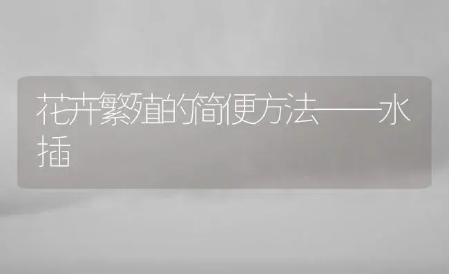 花卉繁殖的简便方法——水插 | 植物知识