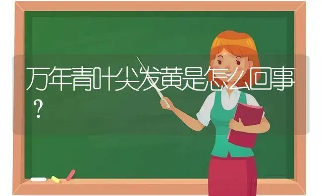 万年青叶尖发黄是怎么回事？ | 植物问答