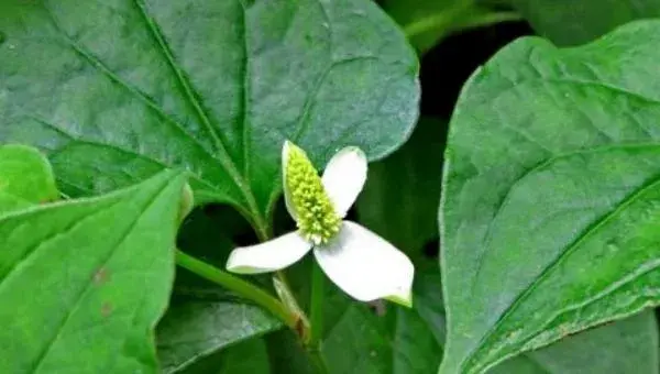 鱼腥草栽培技术 鱼腥草种植时间