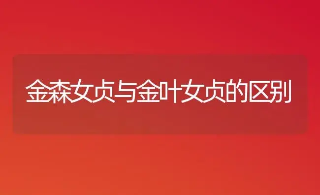 金森女贞与金叶女贞的区别 | 植物知识