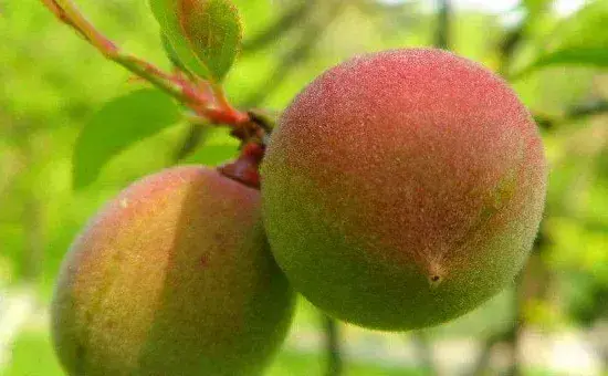 梅子什么时候成熟季节