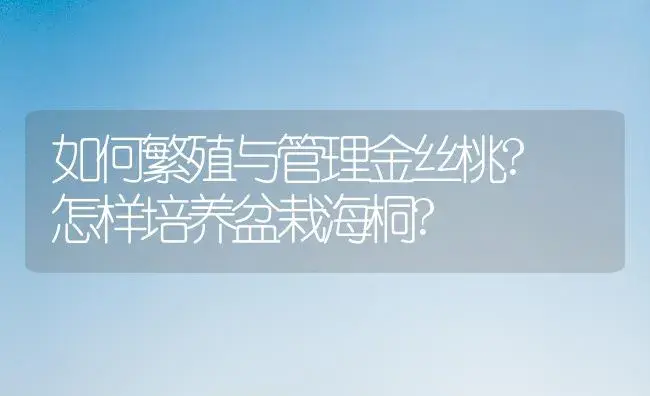 如何繁殖与管理金丝桃? 怎样培养盆栽海桐? | 植物科普