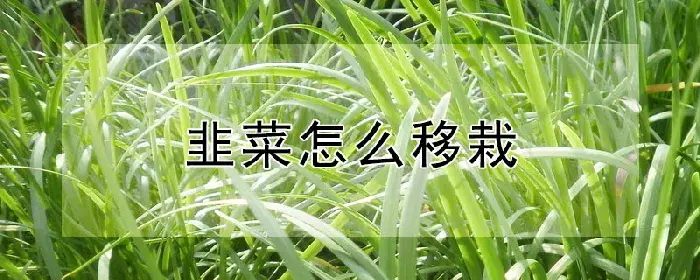 韭菜怎么移栽