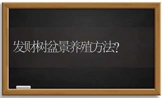 发财树盆景养殖方法？ | 植物问答