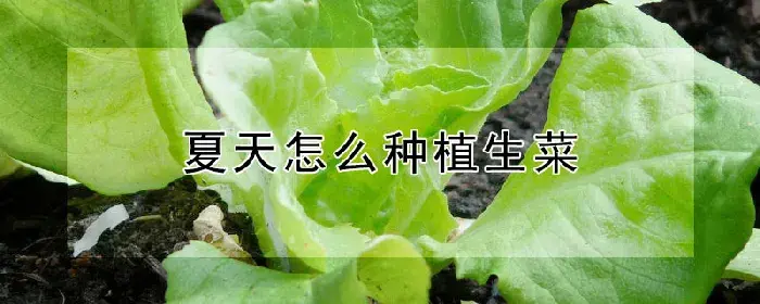 夏天怎么种植生菜