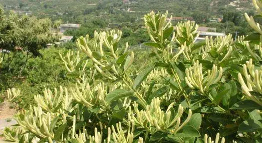 金银花栽培技术