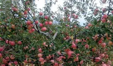 种苹果树缺钙的防治