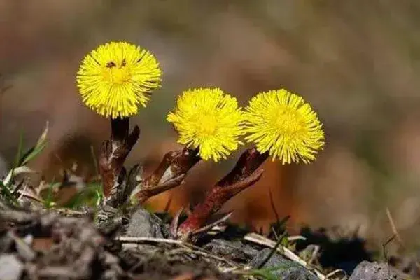 款冬花种植效益好吗 款冬花产地在哪里