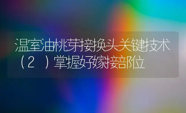 温室油桃芽接换头关键技术（2）掌握好嫁接部位 | 植物科普