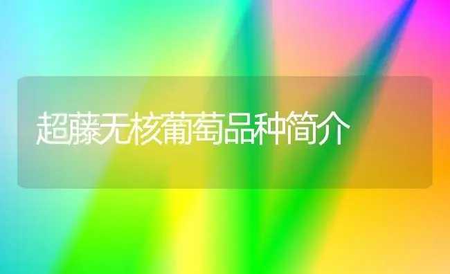超藤无核葡萄品种简介 | 植物科普