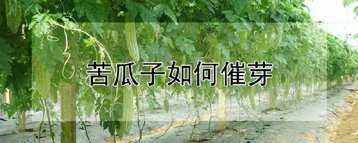 苦瓜子如何催芽