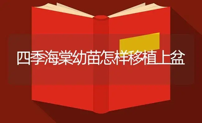 四季海棠幼苗怎样移植上盆 | 植物知识