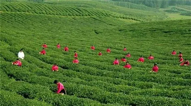 茶叶树种植技术