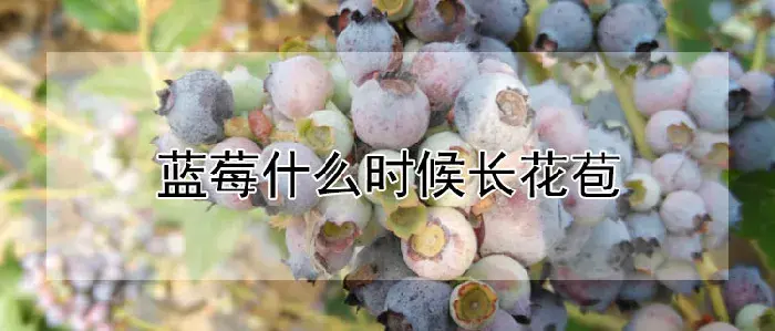 蓝莓什么时候长花苞