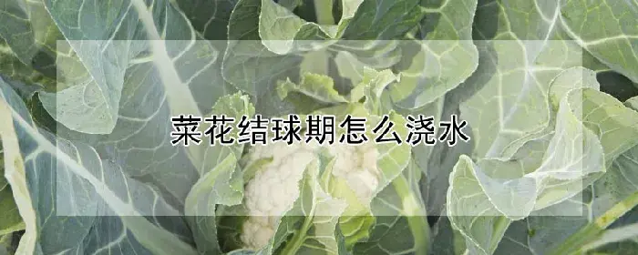 菜花结球期怎么浇水