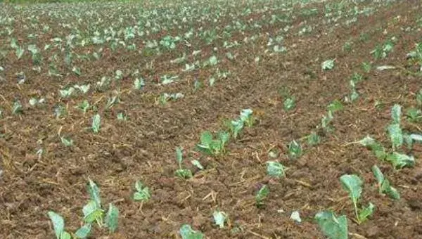 甘蓝菜种植技术 甘蓝栽培技术