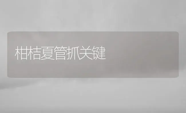 柑桔夏管抓关键 | 植物百科