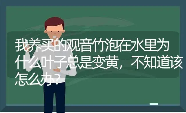 我养买的观音竹泡在水里为什么叶子总是变黄，不知道该怎么办？ | 植物问答