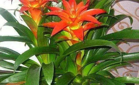 盆栽凤梨花的养殖方法，附繁殖方法