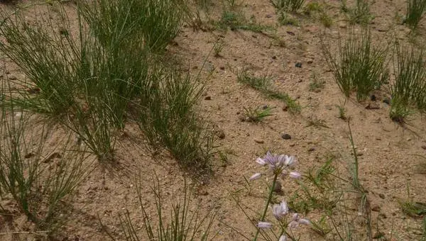 什么地适合种植沙葱 北方能种植沙葱吗