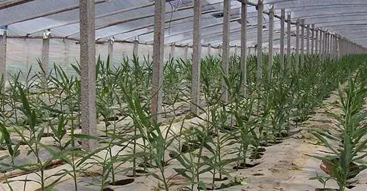 2017种生姜赚钱吗？2017种生姜前景及市场价格行情分析