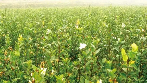 油茶种植密度是多少？种植管理技术