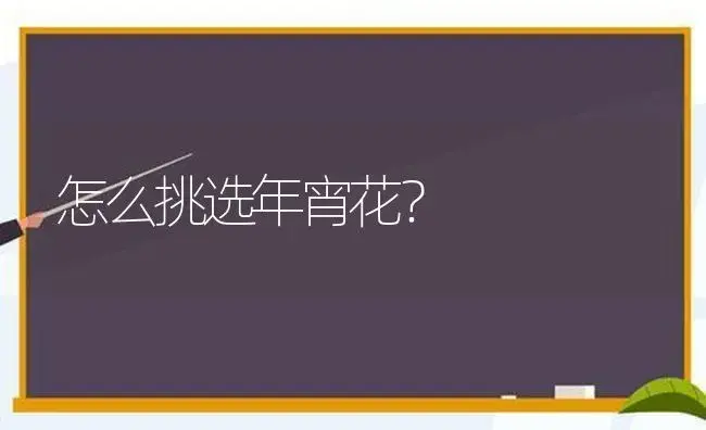 如何养殖转运竹、富贵竹？ | 植物科普