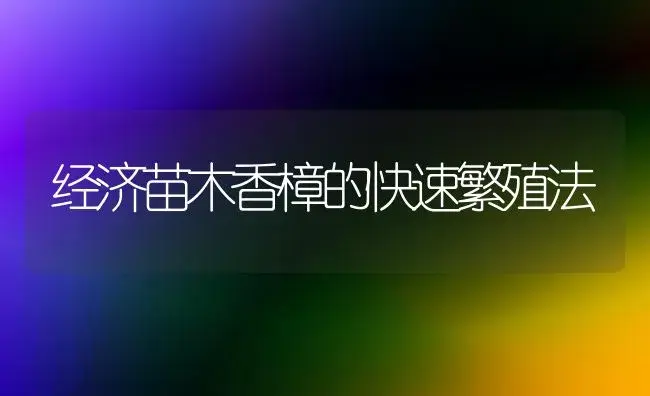 金叶女贞如何管理? | 植物科普