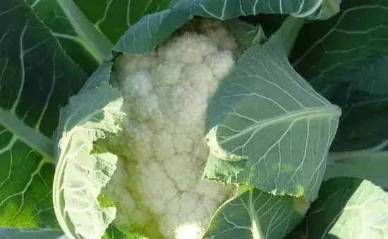 有机花菜种植时间和方法，前期促苗是关键