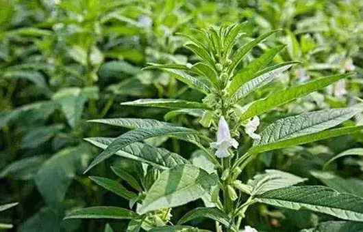 芝麻缺素症状及补救措施介绍