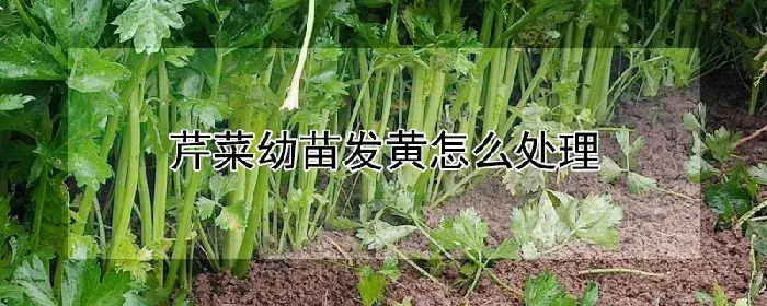 芹菜幼苗发黄怎么处理