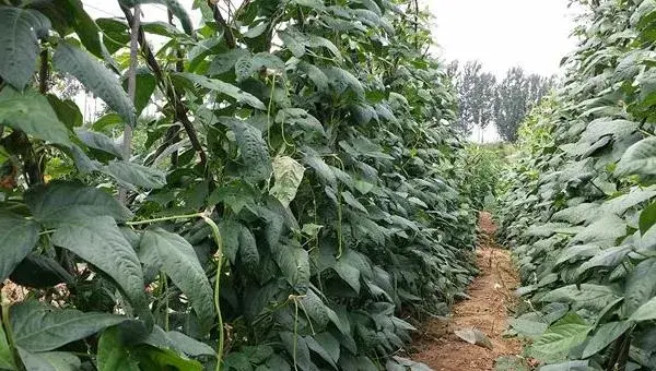 芸豆种植技术