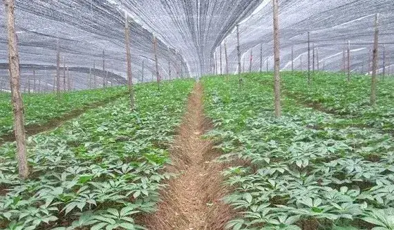 种植三七如何管理？