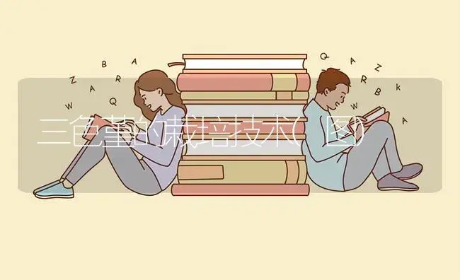 三色堇的栽培技术(图) | 植物知识