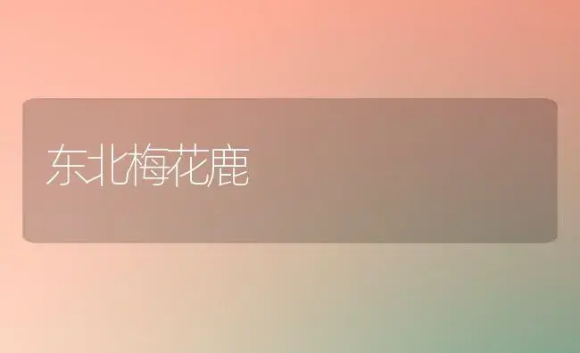 东北梅花鹿 | 植物科普