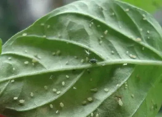 辣椒蚜虫的防治技术