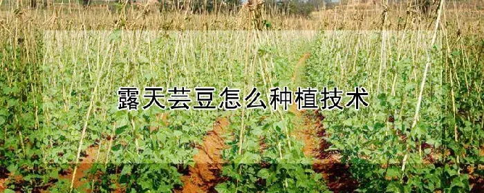 露天芸豆怎么种植技术