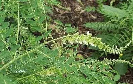 怎样规范化栽培苦参