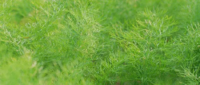 茴香种植时间和方法  茴香的田间管理技术