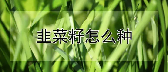 韭菜籽怎么种