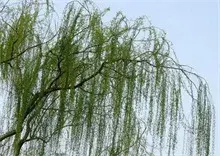 打造“柳树之乡” 建设生态济阳