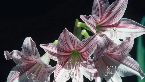 2018种百合花赚钱吗？百合花种植的利润与投资成本及前景预测