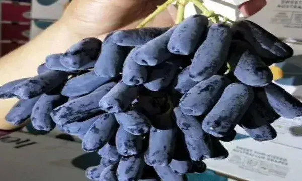 蓝宝石葡萄各时期注意事项