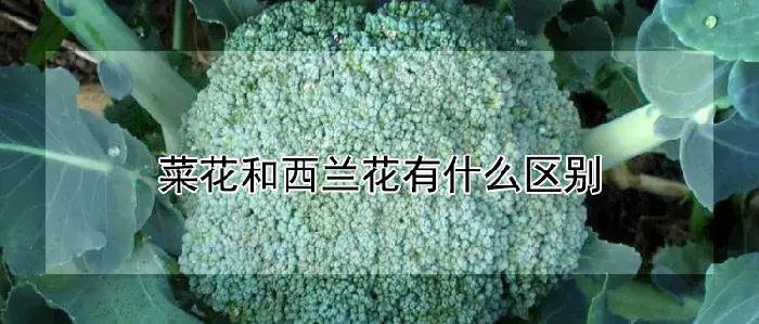 菜花和西兰花有什么区别